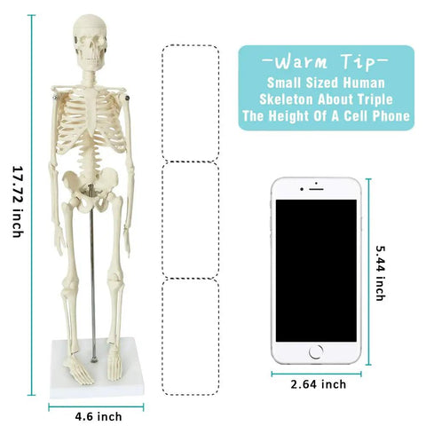 Mini Human Skeleton Model For Anatomy Learning, 17.7 Inch Full Body Skeleton next to cell phone for size comparison