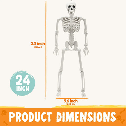 Two Pack 24 Inch Full Body Poseable Skeletons With Locking Joints For Halloween Indoor Outdoor Decor White Plastic Skeleton Props