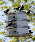 Purple Martin Bird House With Coates Original Design, Three Floors And Twelve Rooms, Medium Size In White And Grey with birds