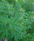 Organic Chipilin Seeds For Planting Grower Friendly Heirloom Seed For Soups Tamales Pupusas Herb Garden High Germination Up To 90 Percent