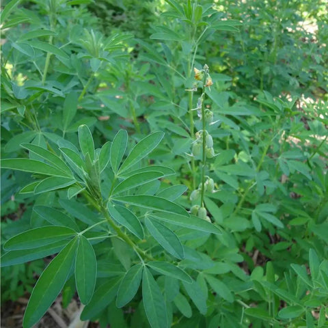 Organic Chipilin Seeds For Planting Grower Friendly Heirloom Seed For Soups Tamales Pupusas Herb Garden High Germination Up To 90 Percent