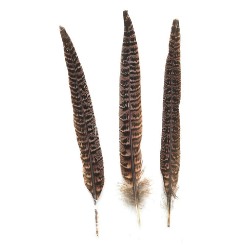 Three of 15 Pcs Pheasant Feathers Natural Color Set For Hat Craft DIY Projects 10 To 11.8 Inches Long Handpicked Cleaned And Sterilized