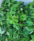 Organic Chipilin Seeds For Planting Grower Friendly Heirloom Seed For Soups Tamales Pupusas Herb Garden High Germination Up To 90 Percent Fast Sprout In 7 To 14 Days Reaches About 3 Ft Tall Ideal For Indoor Or Outdoor Gardens