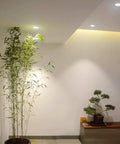 Slick 12W Recessed LED Downlight Boasting Deep Anti Glare Lens 75mm Cutout CRI85 3000K Warm White Ceiling Spotlight illuminating plants.
