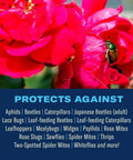 Image of a rose with a Japanese beetle, highlighting pest control by 3 In 1 Insect Disease And Mite Control Spray Ready To Use 24 oz.