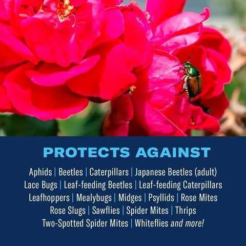 Image of a rose with a Japanese beetle, highlighting pest control by 3 In 1 Insect Disease And Mite Control Spray Ready To Use 24 oz.