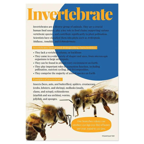 Invertebrates poster from 7 Poster Animal Groups Set For Science Classroom Learning Mammals Birds Amphibians Invertebrates Reptiles Fish And Biological Kingdom Classification 12 By 18 Inches Made In USA Perfect K12 Kid Friendly Teacher Decor