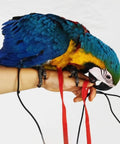 Blue parrot with Adjustable Parrot Harness With Leash For Outdoor Flight Training 78.7 Inch Rope Kit For Small To Large Birds