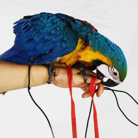 Blue parrot with Adjustable Parrot Harness With Leash For Outdoor Flight Training 78.7 Inch Rope Kit For Small To Large Birds