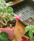 Extra Tough No Holes Seed Starting Trays 5 Pack Built To Last Durable BPA Free Plastic with plants in small pots