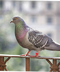 Pigeon with red plastic leg band from Pigeon Foot Ring Set 200 Pcs Plastic Leg Bands 10mm Clip Identification Rings for Poultry and Birds Supplies