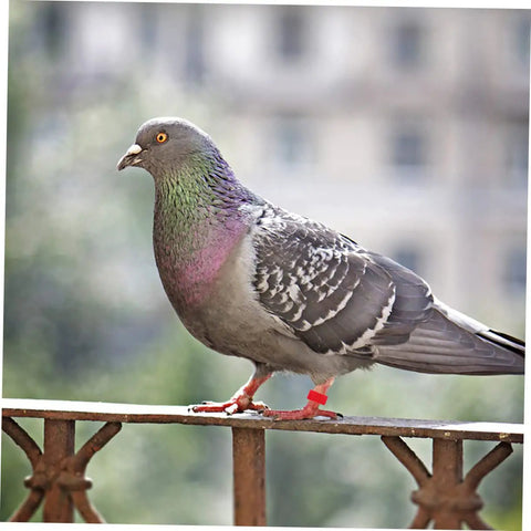 Pigeon with red plastic leg band from Pigeon Foot Ring Set 200 Pcs Plastic Leg Bands 10mm Clip Identification Rings for Poultry and Birds Supplies