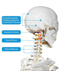 Side view of Life Size Human Skeleton Model For Anatomy With Nervous System And Rolling Stand 70.8 Inch, highlighting sutures and nerves.