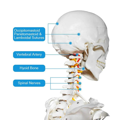 Side view of Life Size Human Skeleton Model For Anatomy With Nervous System And Rolling Stand 70.8 Inch, highlighting sutures and nerves.