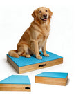 Golden retriever on Connectable Wooden Dog Training Boards Set Two Piece Platform With Non Slip Bright Blue Top for agility practice.