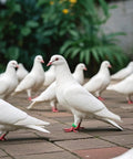 Durable 8mm Pigeon Leg Bands Set of 120, pigeons with small numbered clip-on bird leg bands on a brick path