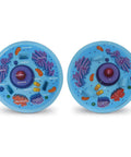 Cross Section Animal Cell Model Kit For Hands On Biology 3D Foam Cell With Labeled Organelles And Blank Quiz Side STEM view