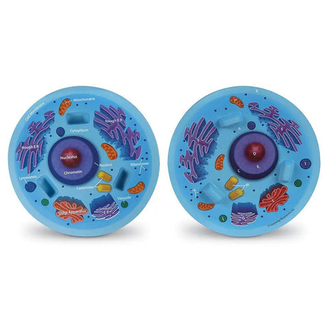 Cross Section Animal Cell Model Kit For Hands On Biology 3D Foam Cell With Labeled Organelles And Blank Quiz Side STEM view