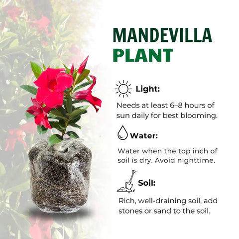 Two Red Mandevilla Live Plants, 4-6 Inch Tall Unpotted Vines With Bright Red Flowers, Easy To Grow, Sun Loving Patio Or Garden Plant For Full Sun To Partial Shade, Tropical Color Burst For Deck, Balcony Or Fence, wrapped root ball