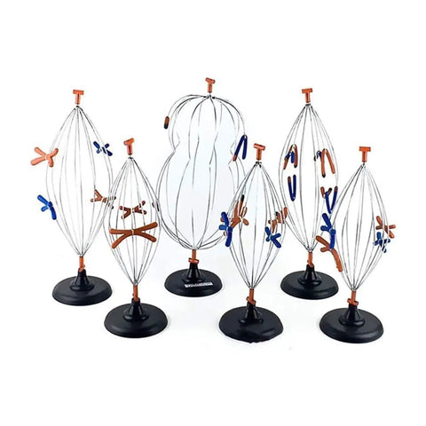 Hands On Biology Cell Model Set For Animal And Plant Mitosis And Meiosis Nine Part Anatomy Lab Kit showing cell stages.