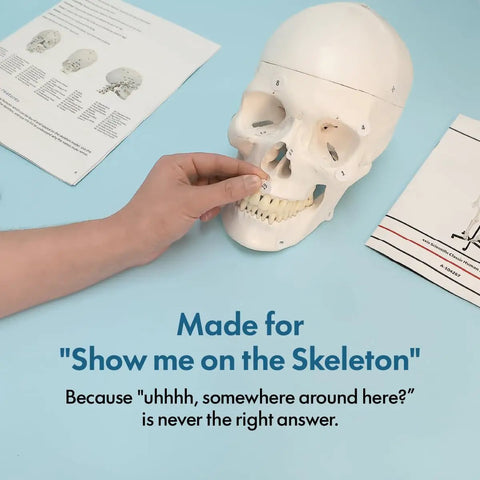 Demonstration of Life Size Skeleton Model For Anatomy Study With Fully Articulated Joints, Hands On Demonstration, Includes 3 Printed Guides