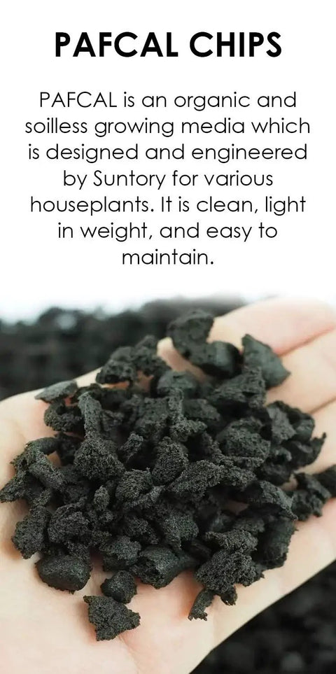 Hand holding Pafcal organic plant sponge chips, soilless growing media for houseplants, showcasing texture and size.