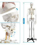 Life Size Skeleton Model With Nervous System For Med Students, 70.8 Inch Human Skeleton, 206 Bones, Removable Joints, Rolling Stand