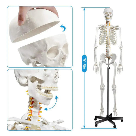 Life Size Skeleton Model With Nervous System For Med Students, 70.8 Inch Human Skeleton, 206 Bones, Removable Joints, Rolling Stand