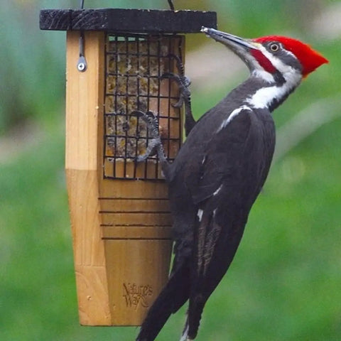 Pileated woodpecker on Tail Prop Suet Bird Feeder With Rust Free Mesh And Hanging Cable Built For Large Woodpeckers Like Pileated