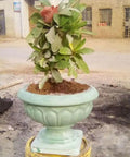 Durable Concrete Planter Mold 9.65 By 10.2 Inches holding a small leafy plant, positioned outdoors on a concrete surface
