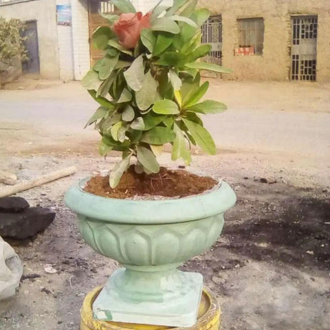 Durable Concrete Planter Mold 9.65 By 10.2 Inches holding a small leafy plant, positioned outdoors on a concrete surface