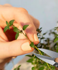 2 Pack Bonsai Pruning Scissors For Plants And Crafts Handy Mini Plant Trimmers snipping a small plant stem close-up
