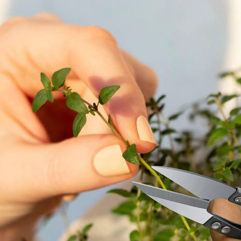 2 Pack Bonsai Pruning Scissors For Plants And Crafts Handy Mini Plant Trimmers snipping a small plant stem close-up