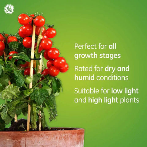 Tomato plant in terracotta pot showcasing Advanced Red BR30 LED Grow Light For Indoor Plants Full Spectrum Growth And Bloom Year Round