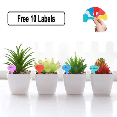 Four small plant pots with colorful labels reading Orchid, Toblerone, Aloe, and Peperomia, with a hand holding similar labels.