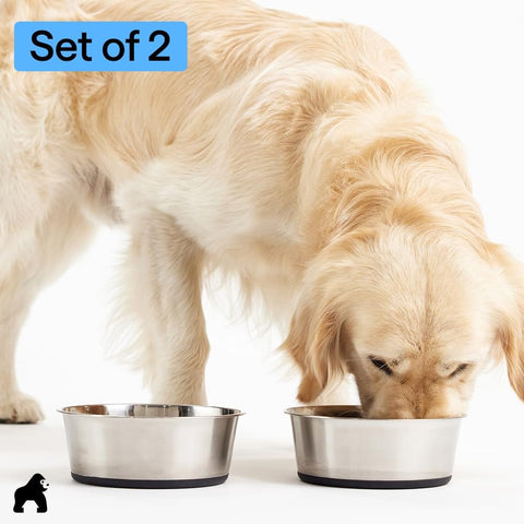 Golden retriever eating from Stainless Steel Dog Bowls With Non Slip Rubber Base Built To Last Food Grade 304 Heavy Duty Each Holds Four Cups Or Thirty Two Fluid Ounces Dishwasher Safe Rust Resistant BPA Free Great For Dogs And Cats Set Of Two Black
