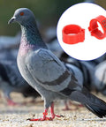 Sturdy As Heck Plastic Clip On Poultry Leg Bands 100 Pack For Birds Identification Bright Color Leg Rings on pigeon
