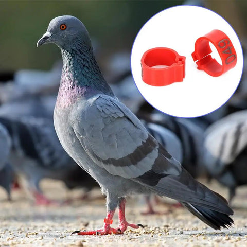 Sturdy As Heck Plastic Clip On Poultry Leg Bands 100 Pack For Birds Identification Bright Color Leg Rings on pigeon