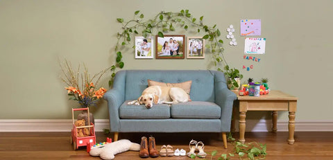 Living room with dog on couch, artwork, and Magnetic Paint and Primer Water Based for Any Surface Turn Walls Into Magnet Walls With a Simple Top Coat 1 Gallon Great for Kid Rooms Use With Any Color or Chalkboard Finish to Hang Photos Posters and Reminders applied to walls.