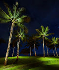 Palm trees wrapped in 33ft Solar Rope Lights With 100 LEDs, 8 Modes, IP65 Waterproof Tube Lights For Outdoor Garden Roof Fence And Tree Decor.