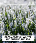 Frost-covered grass in winter, showcasing Buffalo Blend Deer Plot Seed With Turnip Radish Clover Wheat Rye And Oats For High Protein Deer Forage Fall And Winter Food Plot Seed For Hunting And Wildlife Growth 5 Pound Bag.