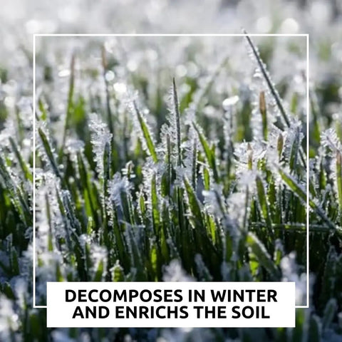 Frost-covered grass in winter, showcasing Buffalo Blend Deer Plot Seed With Turnip Radish Clover Wheat Rye And Oats For High Protein Deer Forage Fall And Winter Food Plot Seed For Hunting And Wildlife Growth 5 Pound Bag.