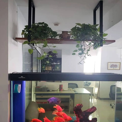 Hanging Wine Glass Rack Ceiling Shelf Retro Industrial Kitchen Storage Wood And Iron Floating Stemware Holder over fish tank.
