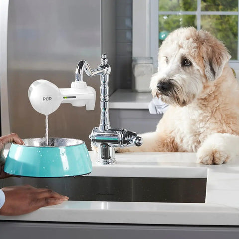 Faucet Mount Water Filtration System For Cleaner Tap Water Lasts 100 Gallons Easy Tool Free Installation Fits Standard Kitchen Or Bathroom Faucets White on kitchen tap with dog observing