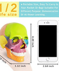 Palm Sized 15 Part Human Skull Model With Color Detailing shown in hand beside iPhone for size comparison