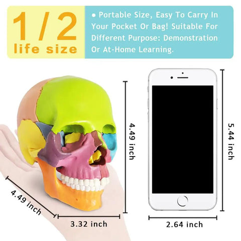 Palm Sized 15 Part Human Skull Model With Color Detailing shown in hand beside iPhone for size comparison