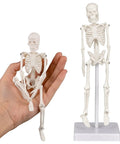 Mini Skeleton Model 7.8 Inch Anatomy Skeleton Figure with movable arms, legs, detachable skull, held in hand and on base display.