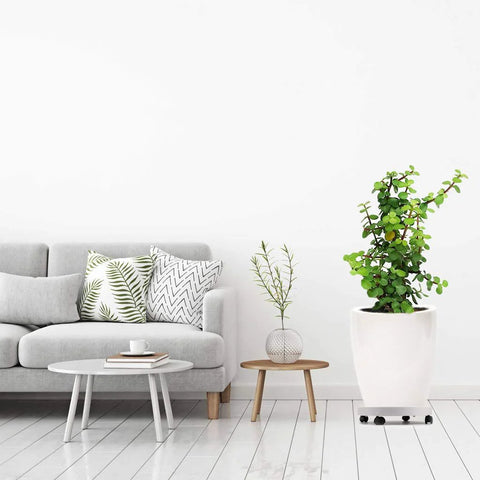13 Inch Plant Caddy With Four Wheels For Heavy Planters And Deck Use in living room setting with white planter
