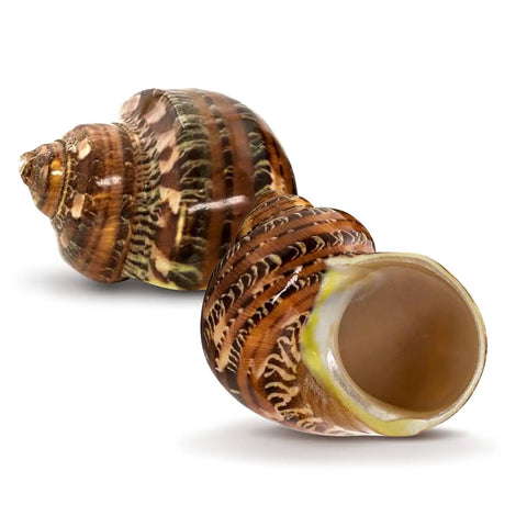 Super Cool Brown Turbo Shells For Hermit Crabs Two Pack 1.75 To 2 Inches showing natural brown shell designs for marine decor.