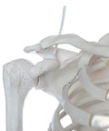 Close-up of shoulder joint on Flexible Life Size 5 Foot 6 Inch Human Skeleton with 206 Bones and a Poseable Spine and Joints
